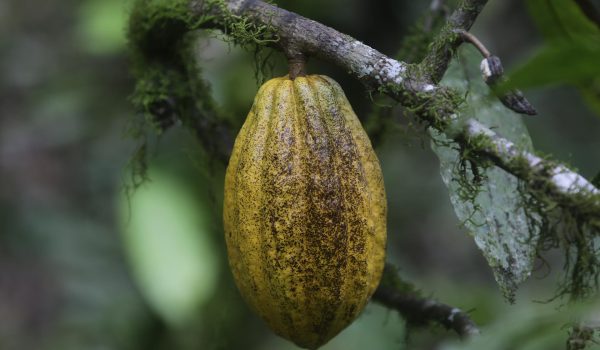 Örebä, el chocolate de los indígenas panameños que «maravilla» al pastelero Jordi Roca
