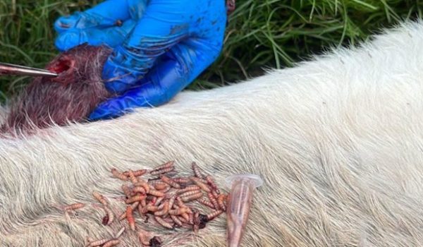 EE.UU. detendría importación de ganado si México no frena avance del gusano barrenador