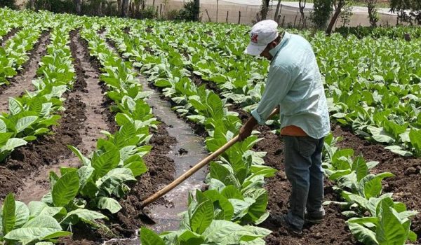 Caída de producción de tabaco y aranceles de Trump amenazan el envío de puros a EE.UU.