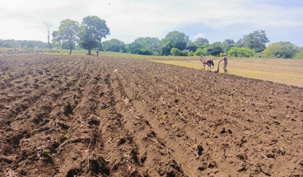 Pronostican temporada lluviosa influenciada por condiciones neutras que beneficiarán al agro
