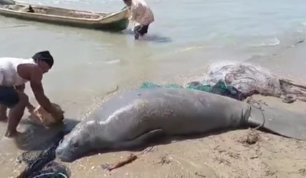 Pobladores matan a un manatí y venden su carne en playa La Bocana, en Bilwi