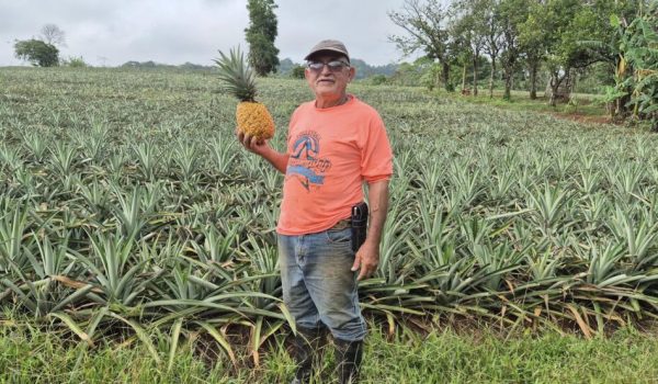 Lo que se sabe sobre el reclamo de la empresa Fresh Del Monte por cultivo de piña rosada en Nicaragua