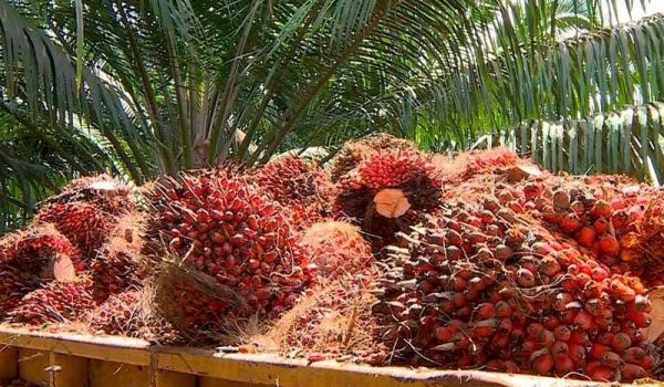 Exportaciones de zona franca de Nicaragua al borde de la contracción en sus ingresos