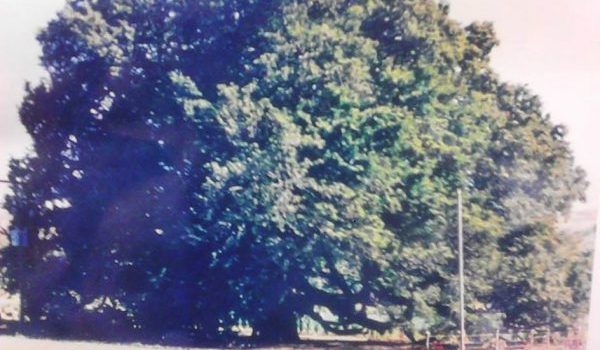 Ocho árboles legendarios de Nicaragua. ¿Cuáles conoce?