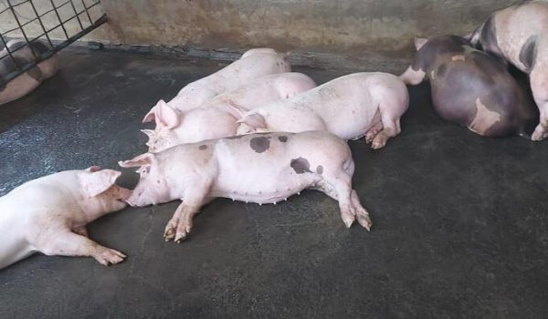 Producción de carne de cerdo se estancó en los últimos años y las importaciones se dispararon