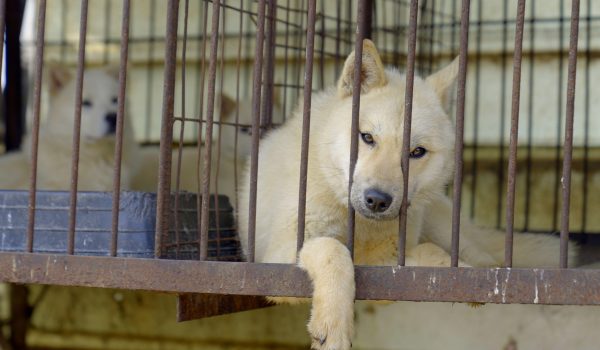 El dilema de Corea del Sur sobre qué hacer con medio millón de perros tras prohibir el consumo de su carne