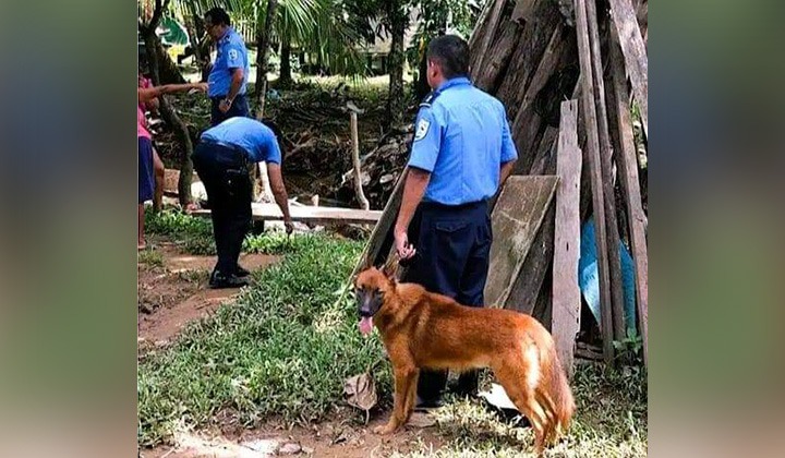 Haciendo uso de la técnica canina la Policía acudió al lugar del crimen múltiple. Foto: Noticias de Bluefields