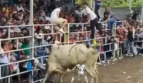 Muere hombre que fue embestido por toro en la barrera de Las Sierritas, Managua