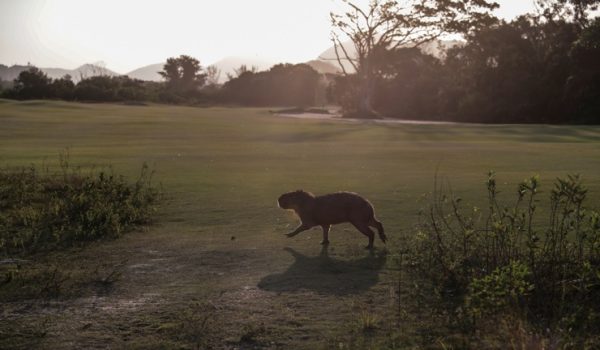 Capibaras