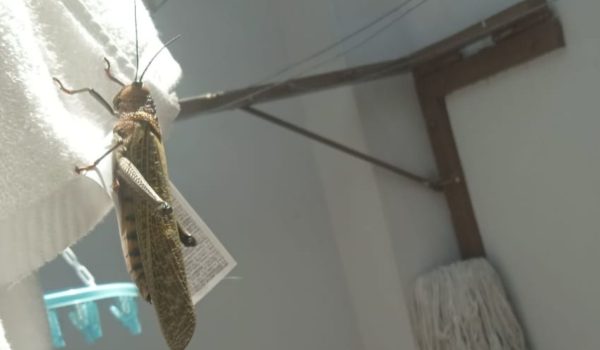 Presencia de “chapulín gigante” preocupa a habitantes de zonas urbanas de Nicaragua