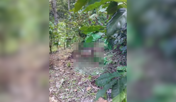 Hombre fue decapitado a machetazos en un cafetal