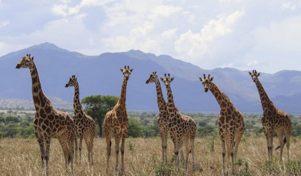 Nueva clasificación científica revela cuatro especies de jirafa en lugar de una