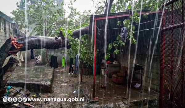 Lluvias con fuertes vientos derriban más de 100 árboles en Managua y dejan daños en varias viviendas