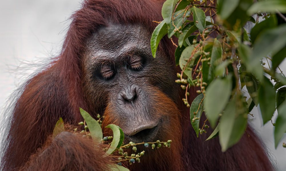 Orangután comiendo plantas