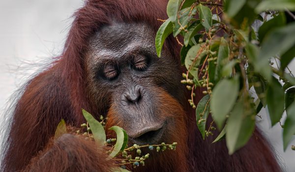 Orangután comiendo plantas