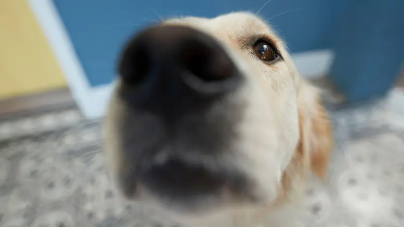 Foto de perro olfateando