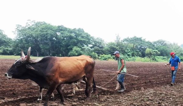 Ineter pide ajustar fechas de siembra porque El Niño puede alterar la temporada lluviosa
