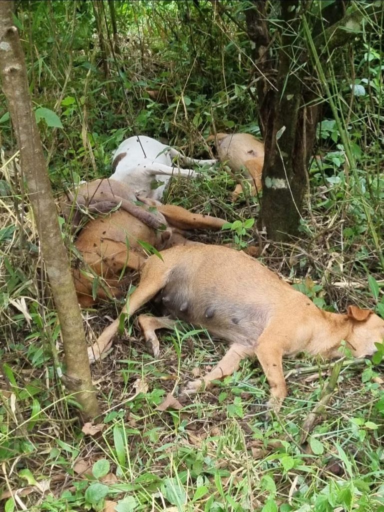 Estos son algunos de los perros sacrificiados de manera cruel por un nicaragüense en Costa Rica. Foto: ncrnoticias.com.