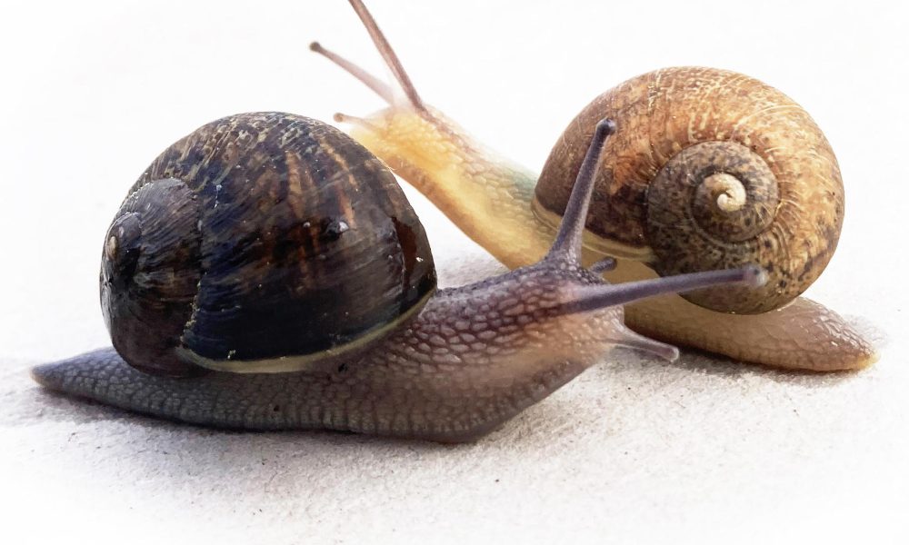 WELLINGTON, 27/08/2025.- Ambientalistas de Nueva Zelanda han lanzado una campaña para hallar pareja a un caracol zurdo, cuya lateralidad le deja pocas probabilidades de apareamiento, con la que se espera que los ciudadanos ayuden a encontrar un espécimen que encaje con Ned, como se ha bautizado al molusco. EFE/ Imagen cedida por la ilustradora Giselle Clarkson // SOLO USO EDITORIAL/SOLO DISPONIBLE PARA ILUSTRAR LA NOTICIA QUE ACOMPAÑA (CRÉDITO OBLIGATORIO)