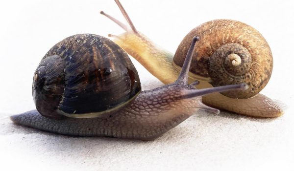 WELLINGTON, 27/08/2025.- Ambientalistas de Nueva Zelanda han lanzado una campaña para hallar pareja a un caracol zurdo, cuya lateralidad le deja pocas probabilidades de apareamiento, con la que se espera que los ciudadanos ayuden a encontrar un espécimen que encaje con Ned, como se ha bautizado al molusco. EFE/ Imagen cedida por la ilustradora Giselle Clarkson // SOLO USO EDITORIAL/SOLO DISPONIBLE PARA ILUSTRAR LA NOTICIA QUE ACOMPAÑA (CRÉDITO OBLIGATORIO)