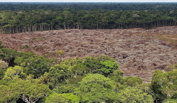 Nuevo fondo global busca frenar la tala con pagos de cuatro dólares por hectárea de selva