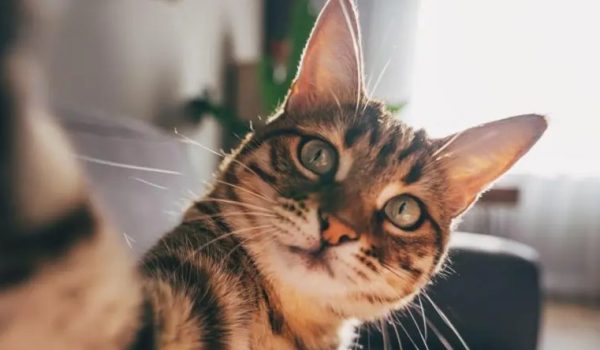 gatos