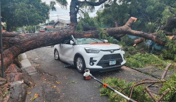 Conductora se salva de milagro luego de que un árbol le cayera al carro en el que viajaba