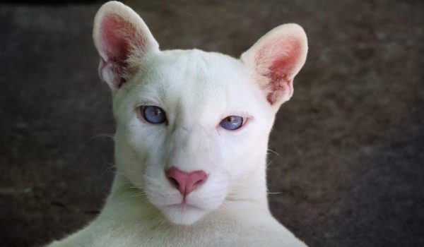 Puma albino Itzae será la mascota oficial del Zoológico de Juigalpa