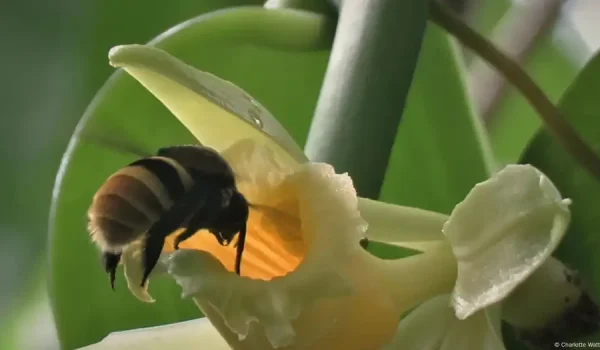 Polinizadores y biodiversidad: el reto de conservarlos
