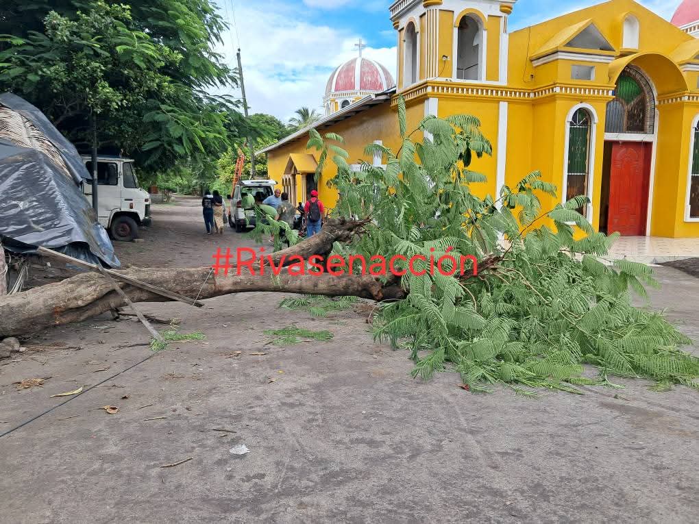 Un árbol se desploma sobre un mejor, lo que le provocó la muerte en la Isla de Ometepe. Foto tomada de Rivas en Acción/Facebook.