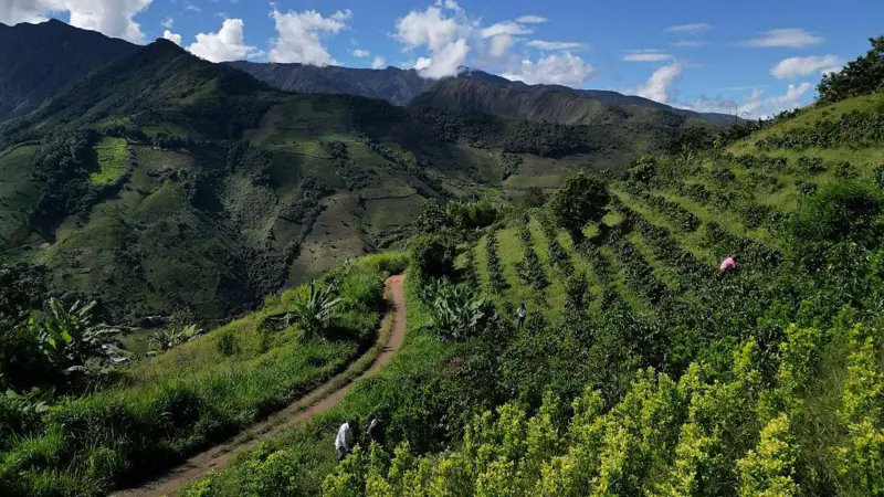 Cultivo de coca en Colombia