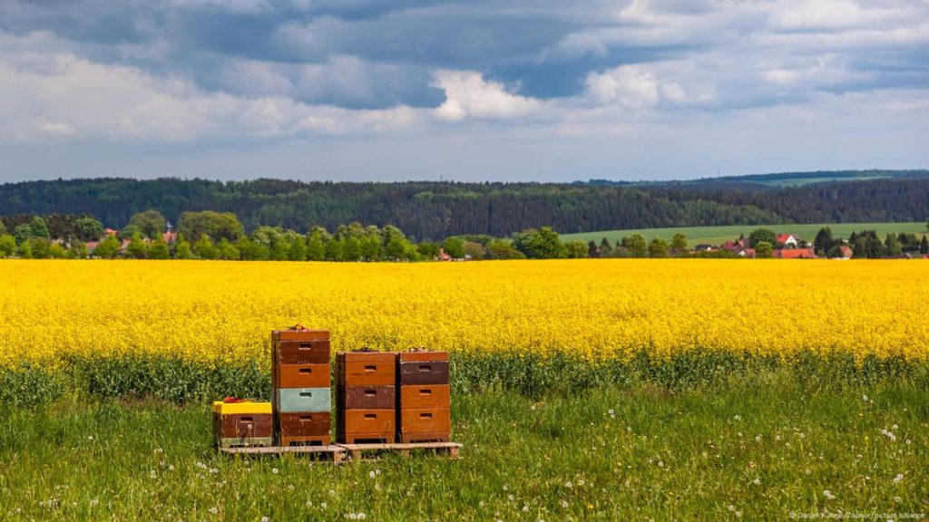 Cajas para abejas