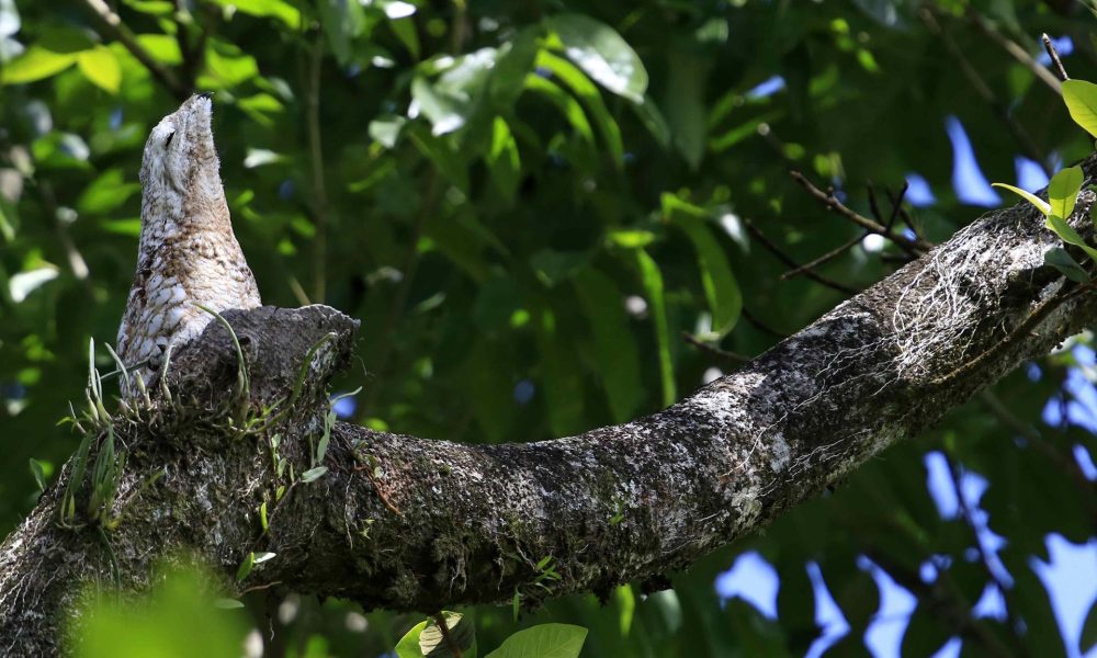 Pájaro estaca