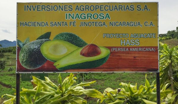 Riverside Coffee tenía establecida unas plantaciones de aguacates en Jinotega. LAPRENSA/TOMADA DE LA WEB