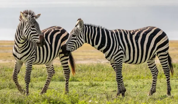 Hay muchos animales blancos y negros, pero los científicos creen que podrían tener ese color por diferentes razones.