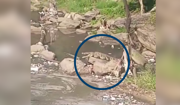 Este es el lugar donde fue visto un lagarto en Managua