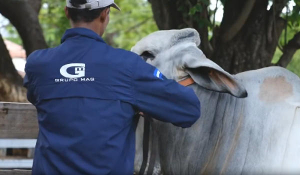 Grupo Leal Pivaral, inversionistas guatemaltecos, inversión extranjero, Guatemala