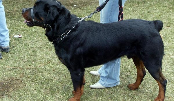 Niño acaba en el hospital y con heridas graves tras ataque de perro rottweiler