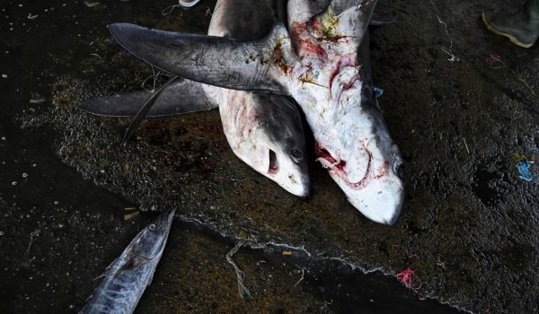 Extienden protección contra la sobrepesca para unas 70 especies de tiburones y mantarrayas