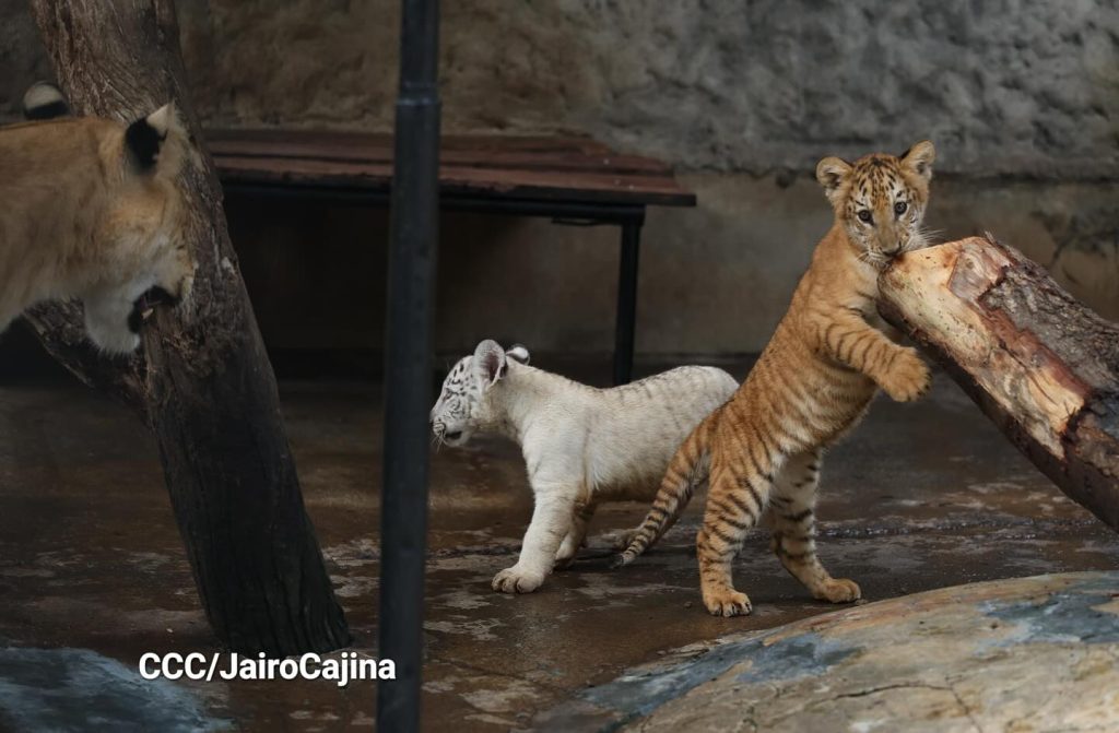 Dos tigresas de bengala nacieron con buen peso en el Zoológico Nacional de Nicaragua