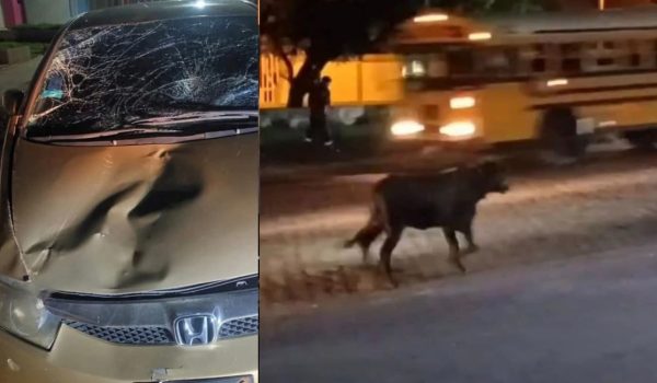 Un toro se escapa de la feria ganadera en Managua y provoca daños considerables en dos vehículos