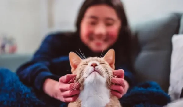 Todos los gatos domésticos (Felis catus) descienden del gato montés africano.