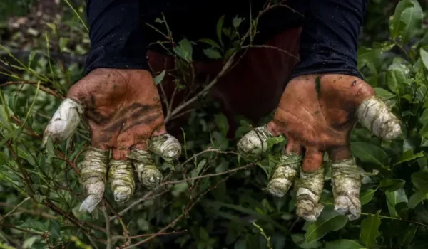 La producción de cocaína está en números récord en Colombia.