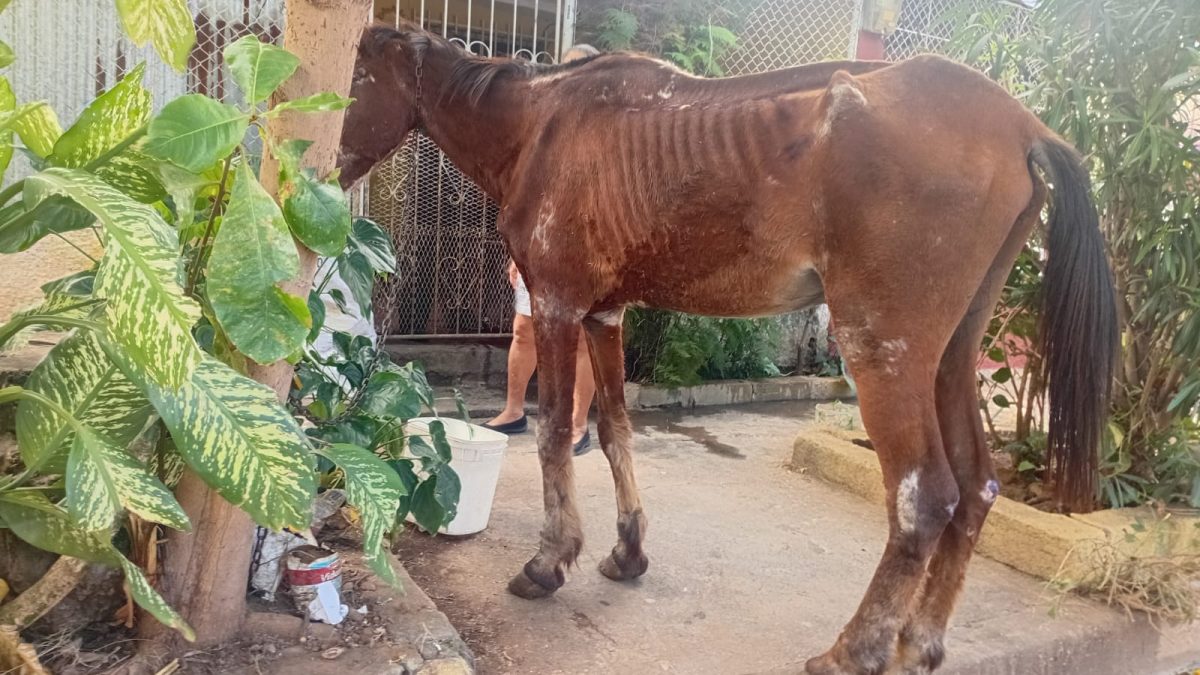 Khalifa ahora tendrá mejor calidad de vida. Foto: Cortesía
