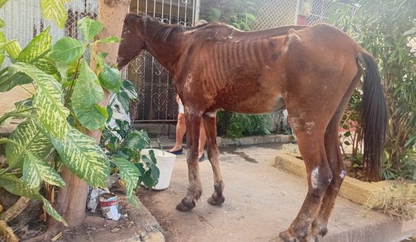 Turista canadiense compra a Khalifa para rescatarlo de la esclavitud y el martirio 