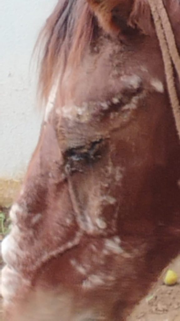 Khalifa tiene varias excoriaciones, necesita una cirugía oftamológica. Foto: Cortesía