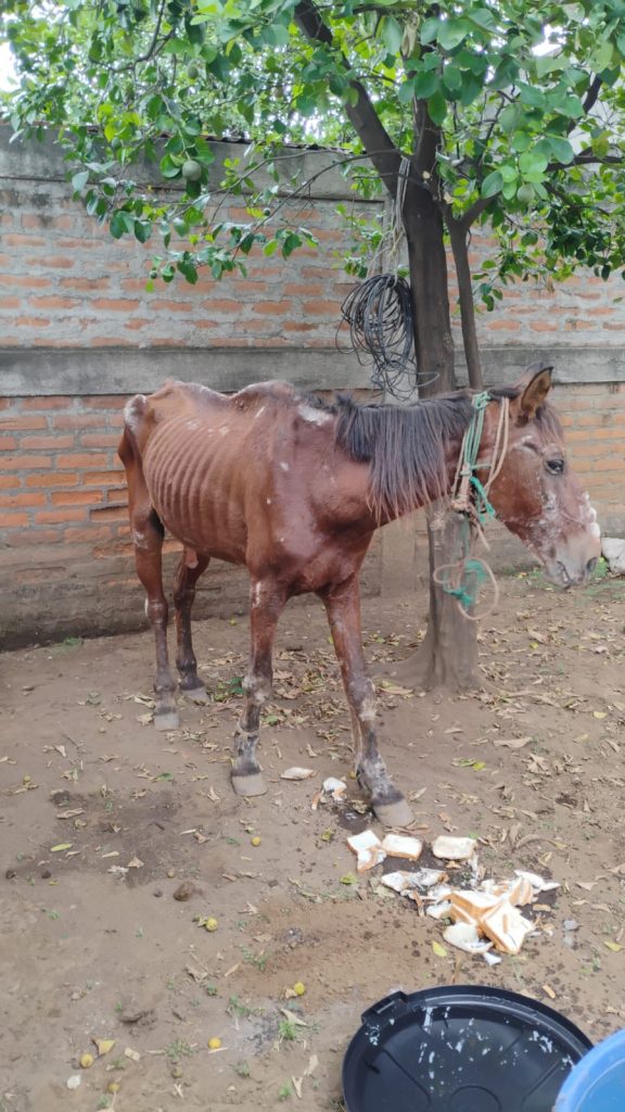 Khalifa lucha por su vida. Foto: Cortesía