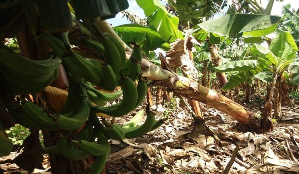 Frentes fríos y ráfagas de vientos pueden afectar cultivos y ganado en Nicaragua, advierte agrónomo