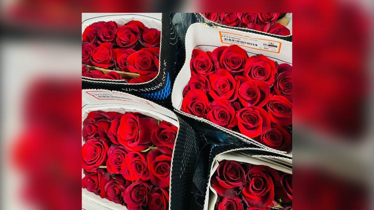 Rosas rojas escasas en Nicaragua. Foto: Captura de pantalla