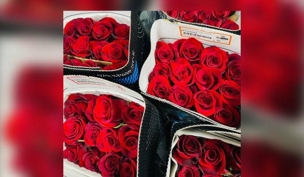 Rosas rojas y girasoles, escasos y más caros en vísperas del 14 de febrero en Nicaragua